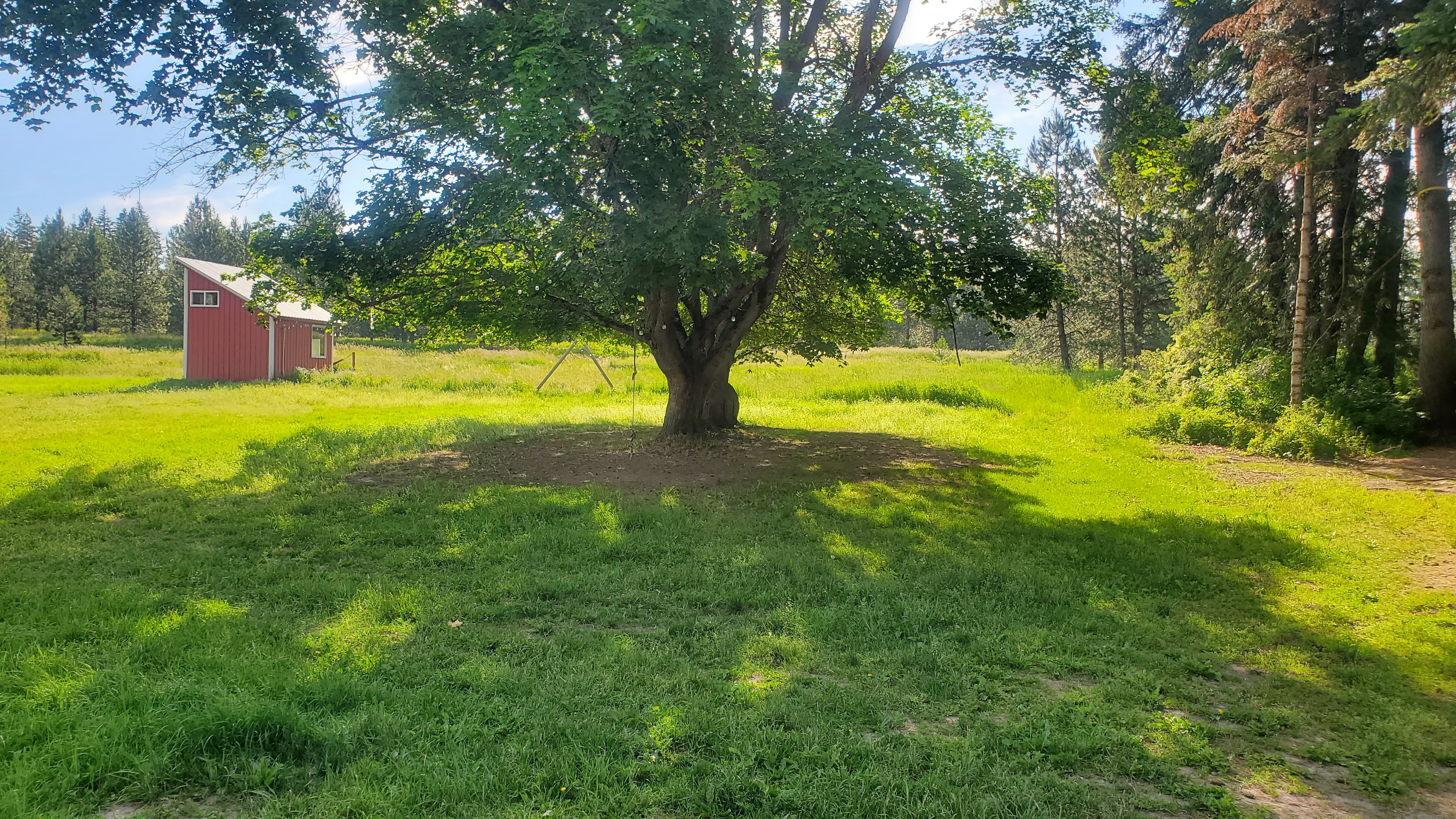 The party tree at Brand Family Farm LLC on a bright summer day